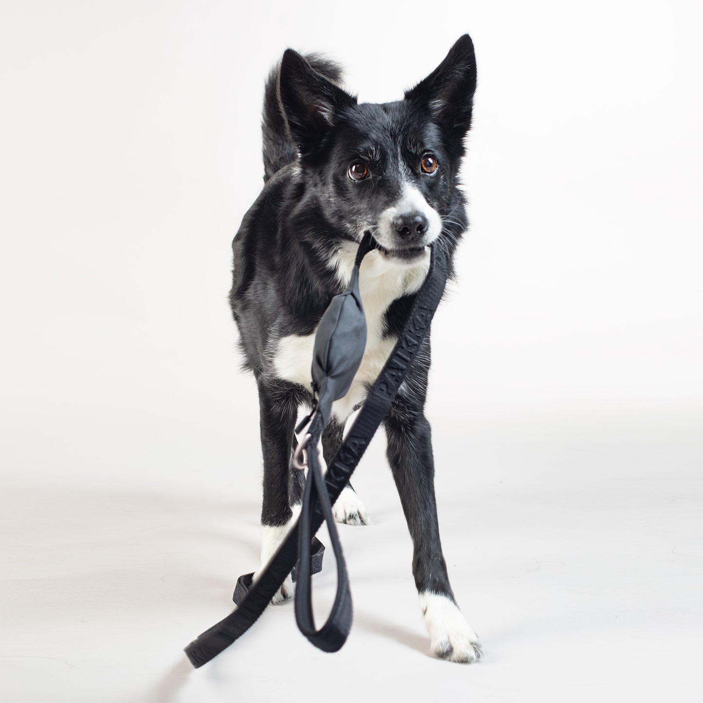 PAiKKA | Vollreflektierende Hundeleine | Visibility Leash for Dogs